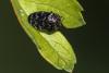 Trachys minutus